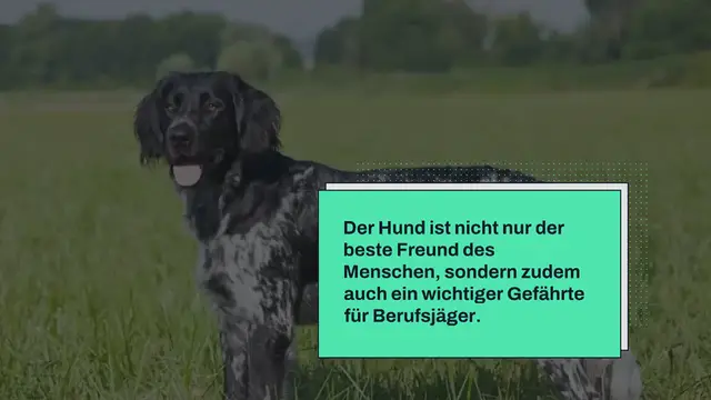 Video thumbnail for 9 Wunderschöne Deutsche Jagdhunde Rassen (Liste mit Bildern)