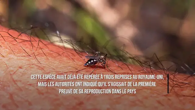Video thumbnail for Des moustiques vecteurs de maladies ont été repérés pour la première fois au Royaume-Uni.