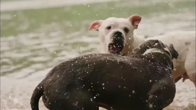 Video thumbnail for American Bull Terrier |  Pitbull  | Dog Breeds |  Aggressive