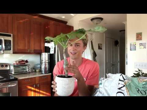 Video thumbnail for Buddha's Belly Plant: Jatropha podagrica