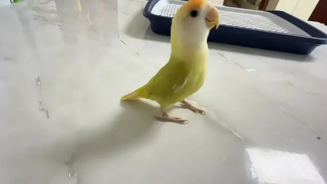Video thumbnail for Rosy-Faced Lovebird Nails Backflips in China