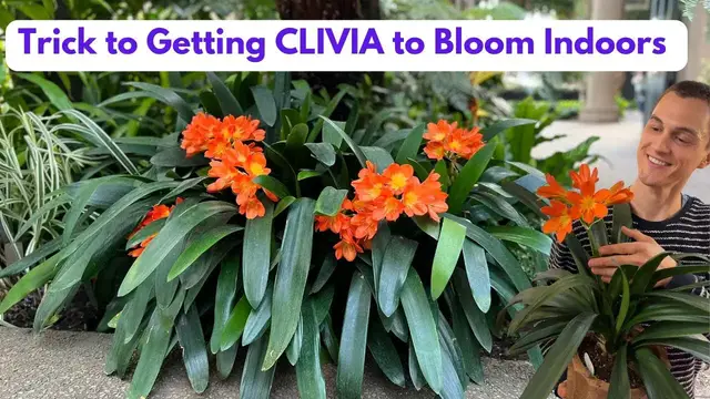 Video thumbnail for CLIVIA Houseplant - How to Grow & Flower, Root Prune (C. miniata) - Do this in Fall