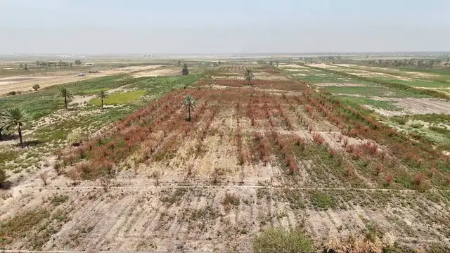 'Video thumbnail for Iraq’s worst drought in decades leaves orchards barren and livelihoods ruined'
