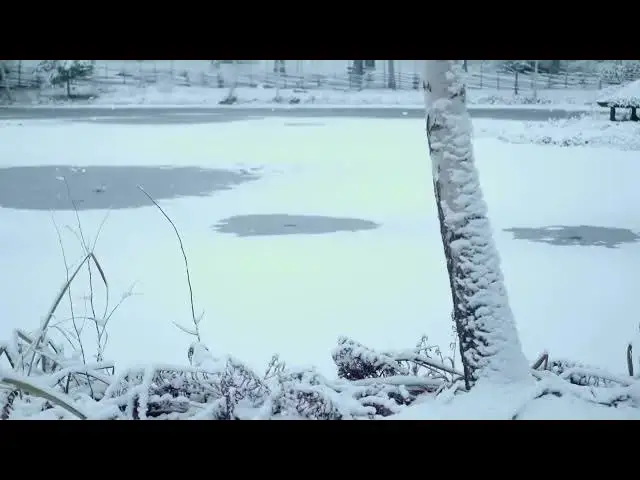 Video thumbnail for Frozen and frosted birch tree