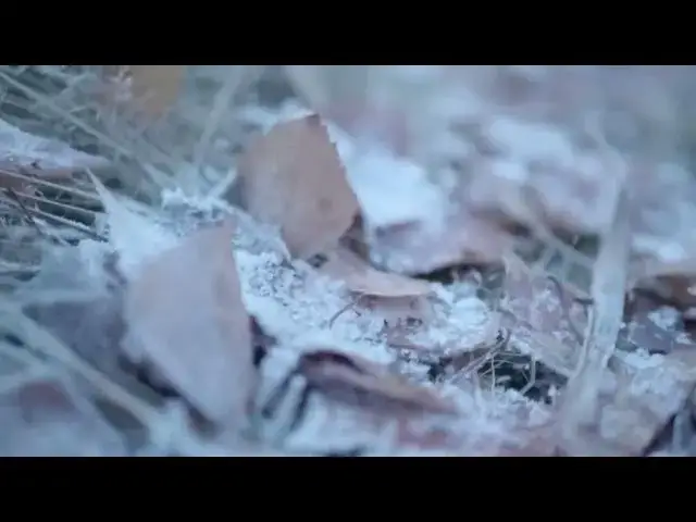 Video thumbnail for Frozen fall leaves