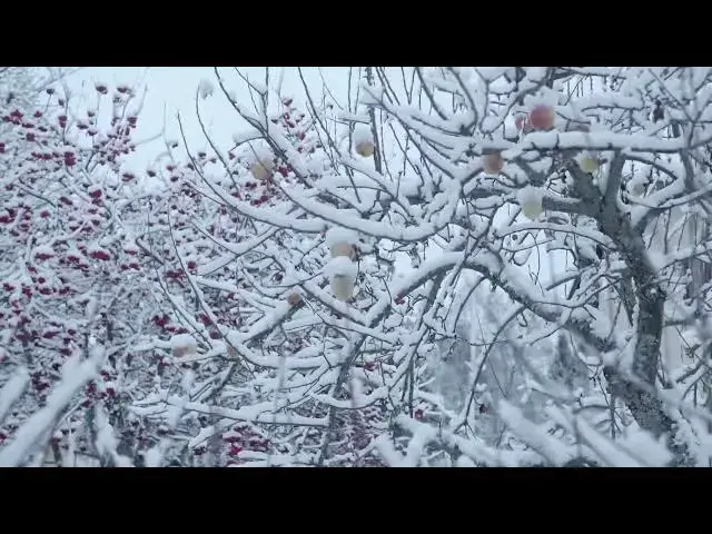 Video thumbnail for Frozen apples