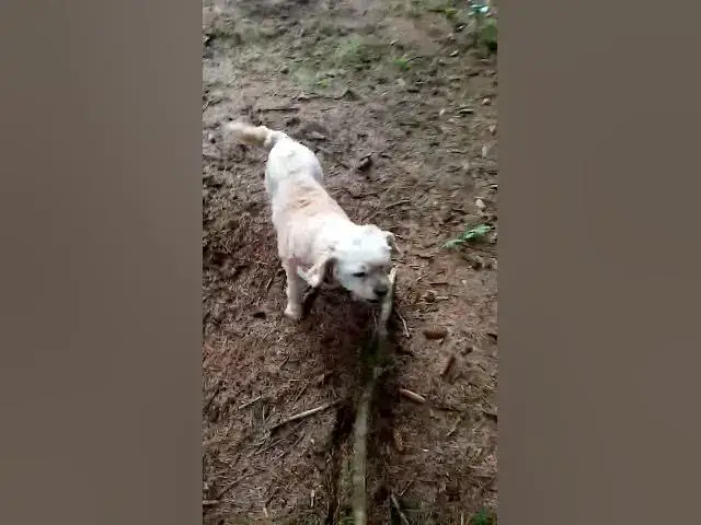 'Video thumbnail for Cassie the Cavapoo woofs at the gang'