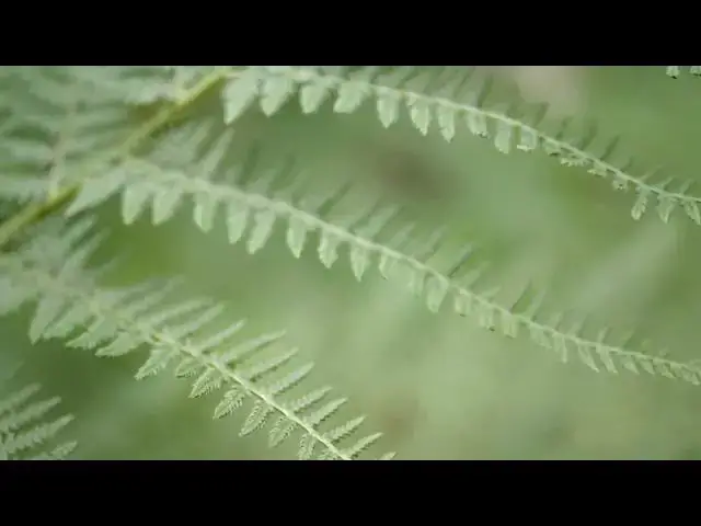 Video thumbnail for Fern closeup