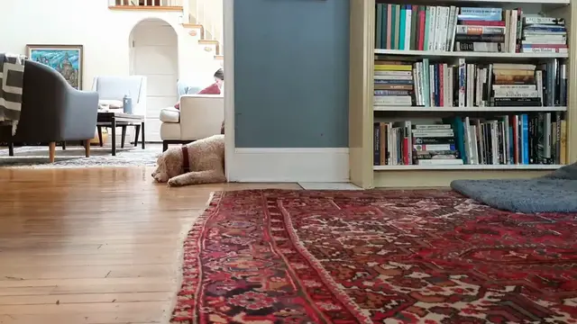 Video thumbnail for Best Flooring to Prevent Pet Damage