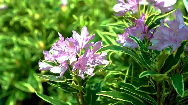 Video thumbnail for How to Prepare Azaleas for Spring: Essential Care Guide