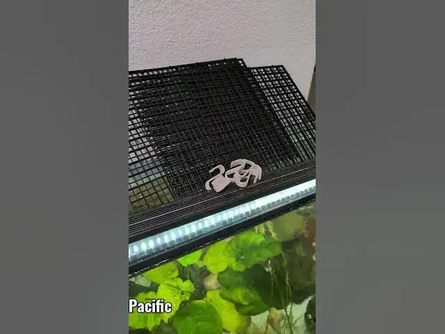 Video thumbnail for Guess what I'm building for my Aquarium...