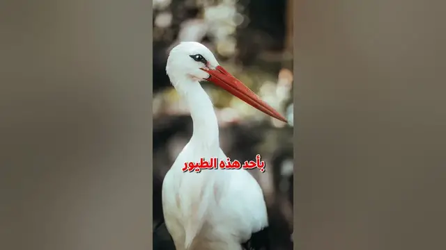 Video thumbnail for السودان : ١ الجمعية البولندية : 0