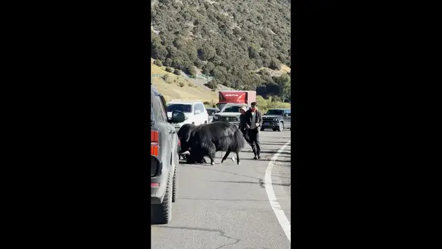 Video thumbnail for Yaks Fight in the Middle of a Road in Tibet
