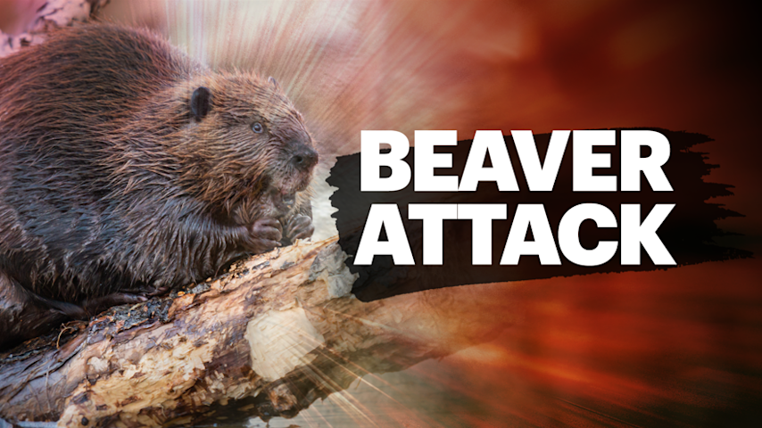 Video thumbnail for Angry beaver attacks 8-year-old boy at Mahwah park