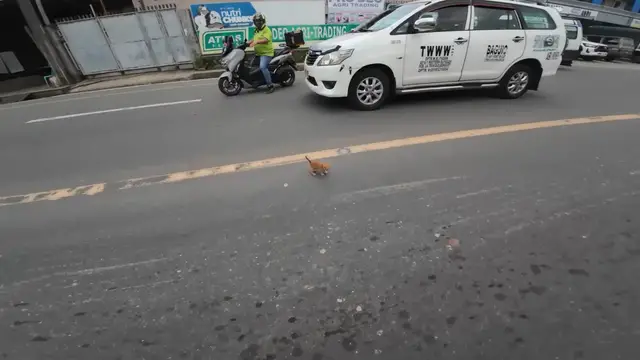 Video thumbnail for Kittens saved from busy road in La Trinidad, Philippines