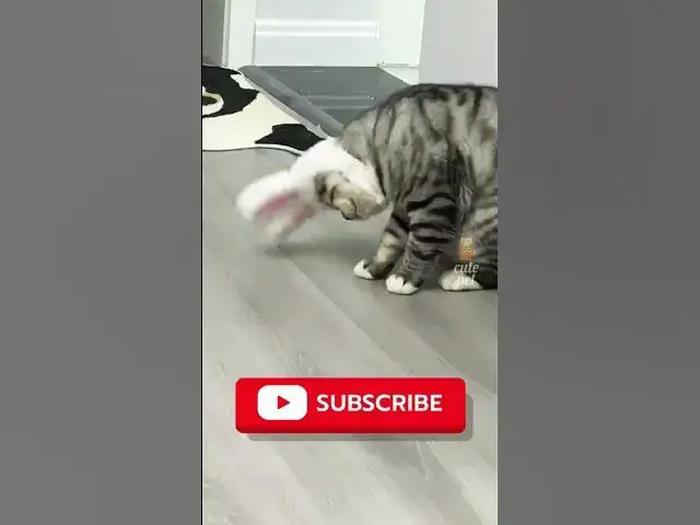 'Video thumbnail for Cat's Funny #cat #bd'