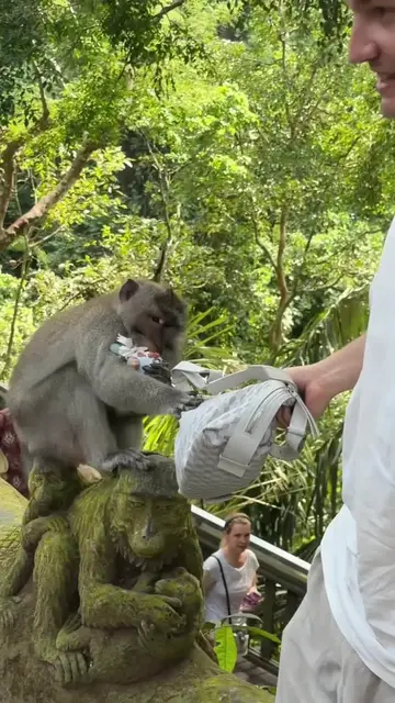 Video thumbnail for Playful Monkeys Causing Mischief in Bali Monkey Forest