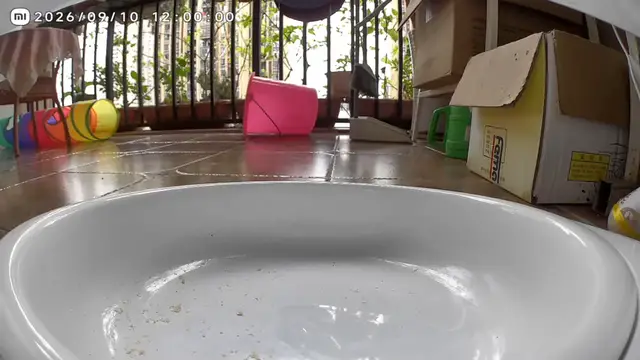 Video thumbnail for Cat Runs Around House with Bag Stuck on It in Chongqing