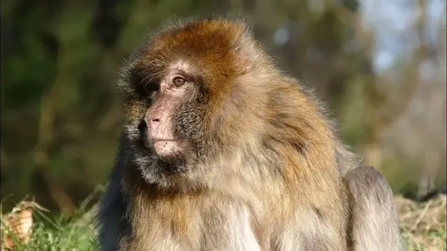 Video thumbnail for Monkey Stock Video in 4K