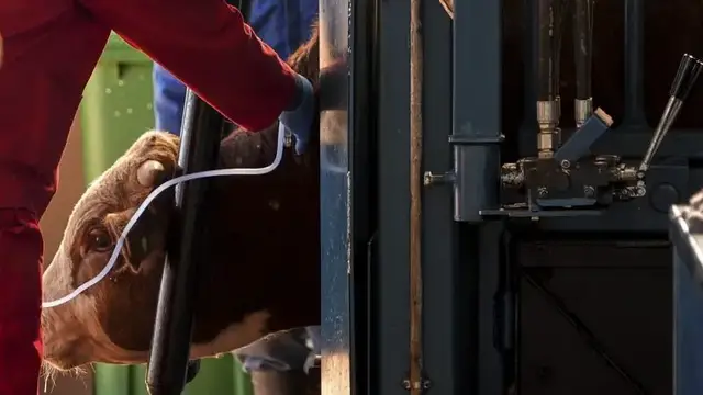 Video thumbnail for South Africa launches vaccination drive to combat foot-and-mouth disease outbreak