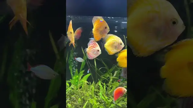 Video thumbnail for Mesmerizing Discus Dance. #relaxing #aquarium #fishtank