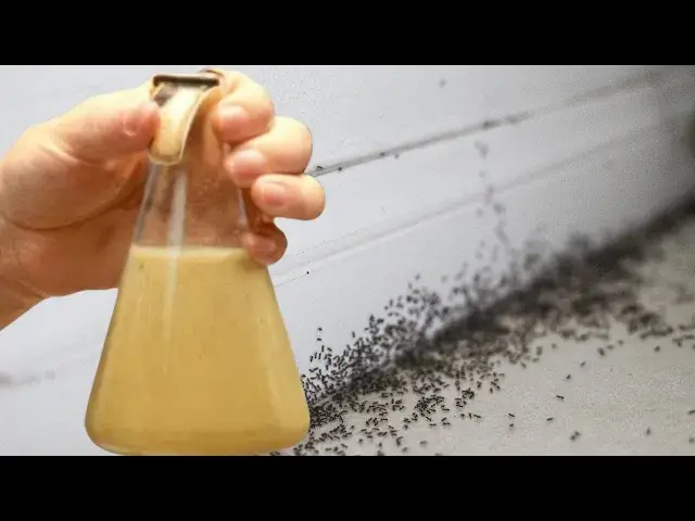 Video thumbnail for ¡Increíblemente fácil! Sólo 2 gotas y las hormigas desaparecerán ¡Adiós plagas!