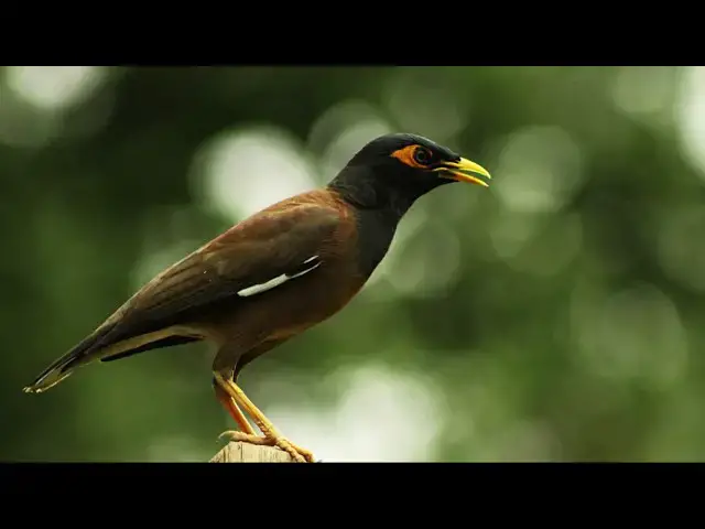 'Video thumbnail for KOBITA SHALIK ABONG | SHAJAHAN CHANCHAL | SELINA JAHAN'
