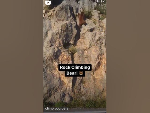 Video thumbnail for Rock climbing bears wtf #funnymoments