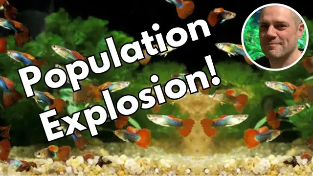 'Video thumbnail for How to Control Your Guppy Population - 9 suggestions for what to do with too many baby guppies!'