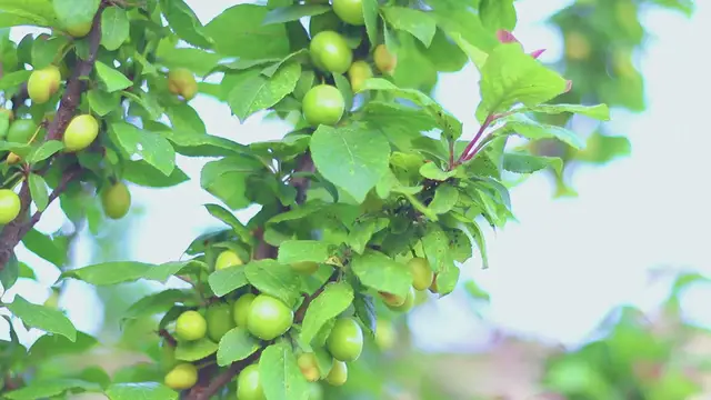 Video thumbnail for Crispin Apple Tree
