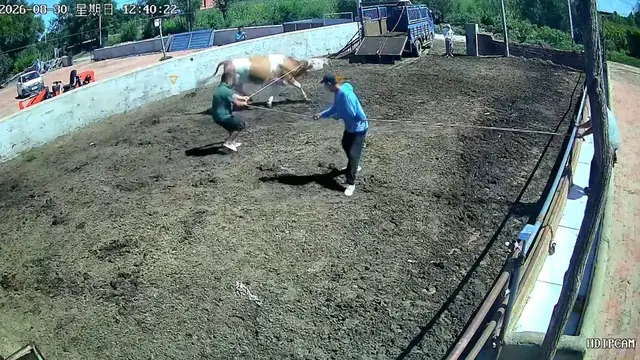 Video thumbnail for Workers Struggle to Restrain Cow in Inner Mongolia