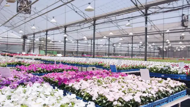 'Video thumbnail for Fastest Growing Creeping Thyme Variety'