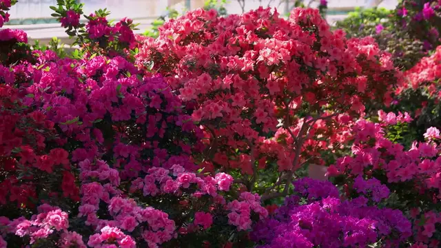 Video thumbnail for Shade-Loving Plants That Complement Azaleas