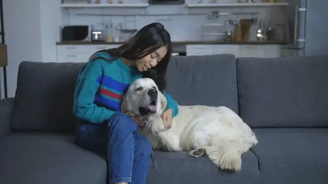 'Video thumbnail for Scientists Discover That Dogs Are Entering A New Phase Of Evolution '