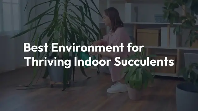 Video thumbnail for Indoor Succulent Care Guide
