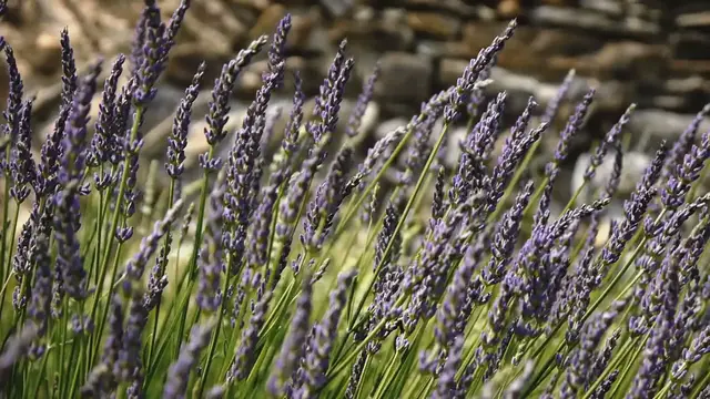 Video thumbnail for Common Lavender Diseases and Solutions
