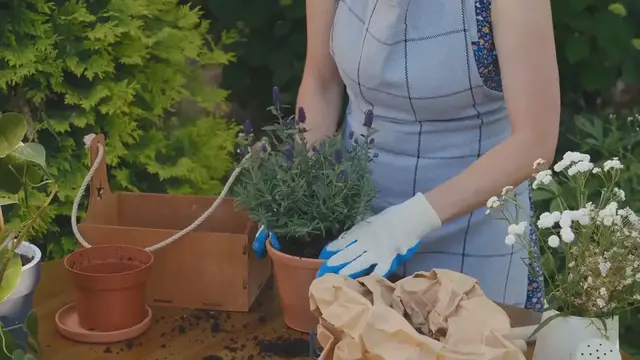 Video thumbnail for Best Soil for Lavender