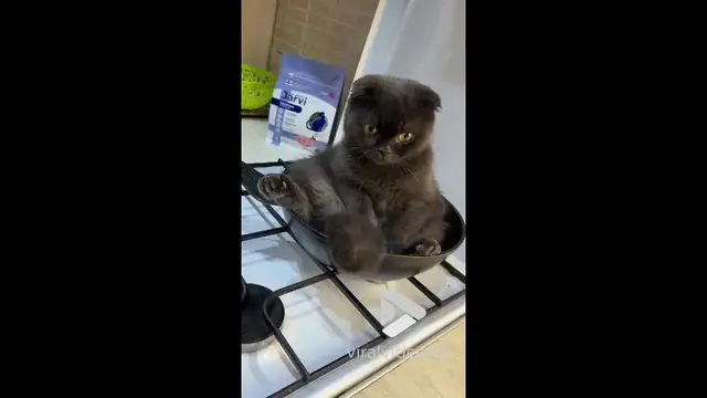 Video thumbnail for VV4959 Cat rests on cold stove