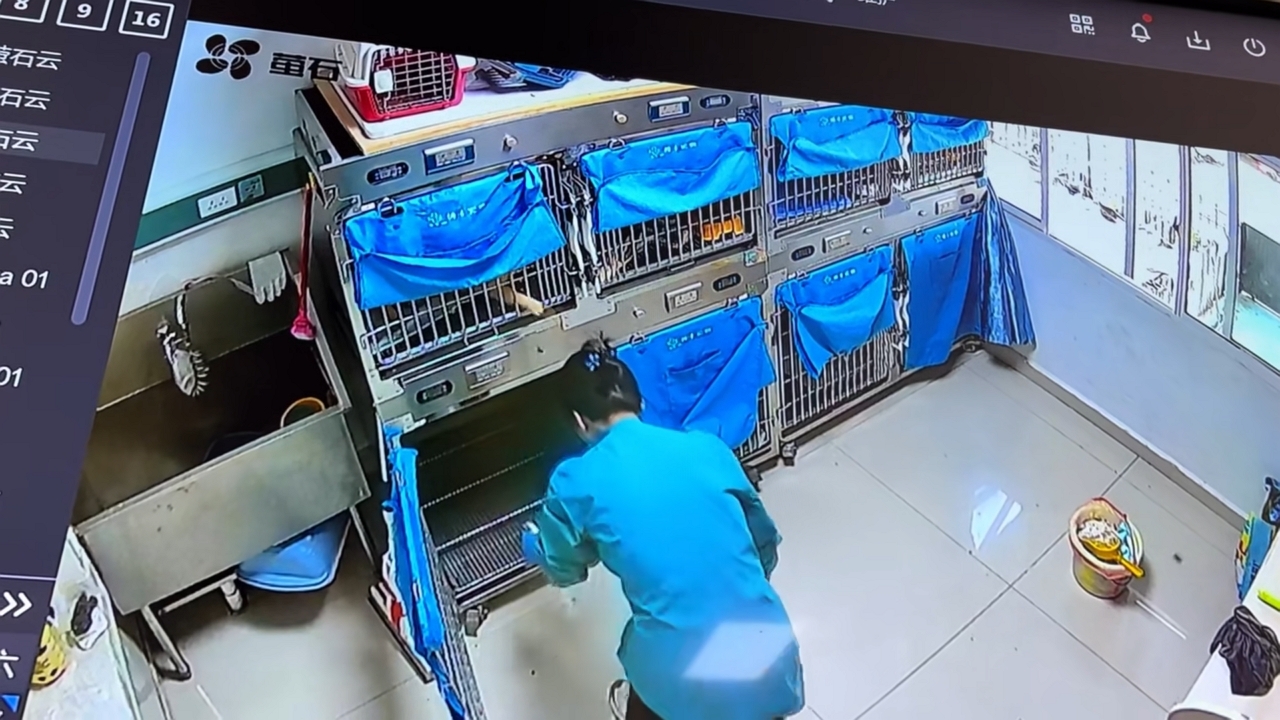 Video thumbnail for Playful cat taps worker during cage cleaning in Yunnan, China