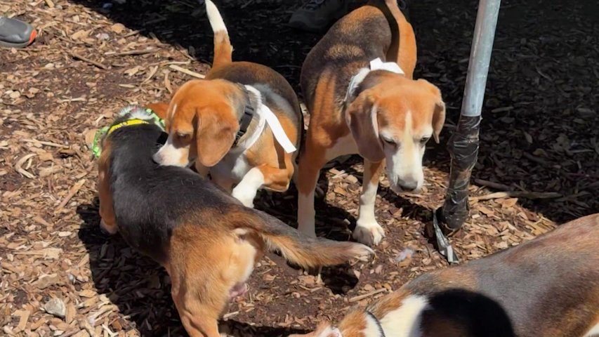 Video thumbnail for Rescued beagles adjusting to new life in Westchester, getting ready for pet fair this Saturday