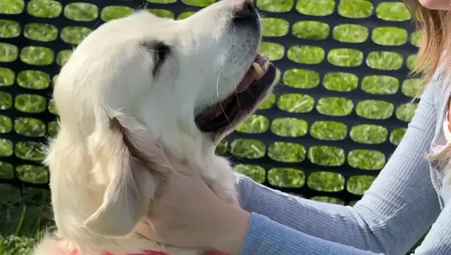 Video thumbnail for Art, adoption and adorable pups take center stage Lucky-Paw-Looza rescue celebration