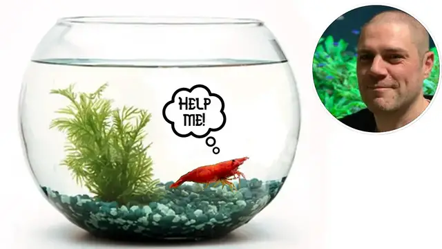 Video thumbnail for Shrimp Tank Setup: Are Bowls Suitable for Keeping Shrimp?