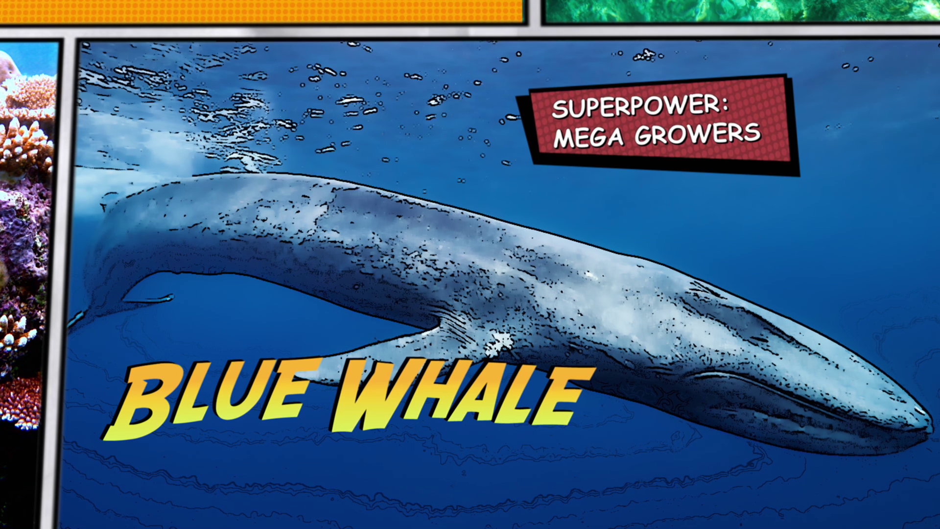 Video thumbnail for Super Animals -- Blue Whale
