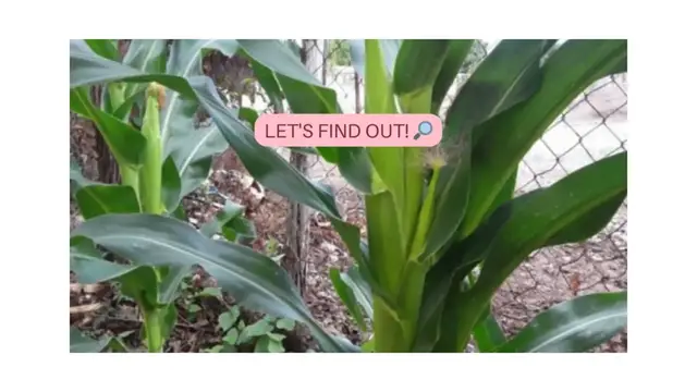 Video thumbnail for How long does sweet corn take to germinate