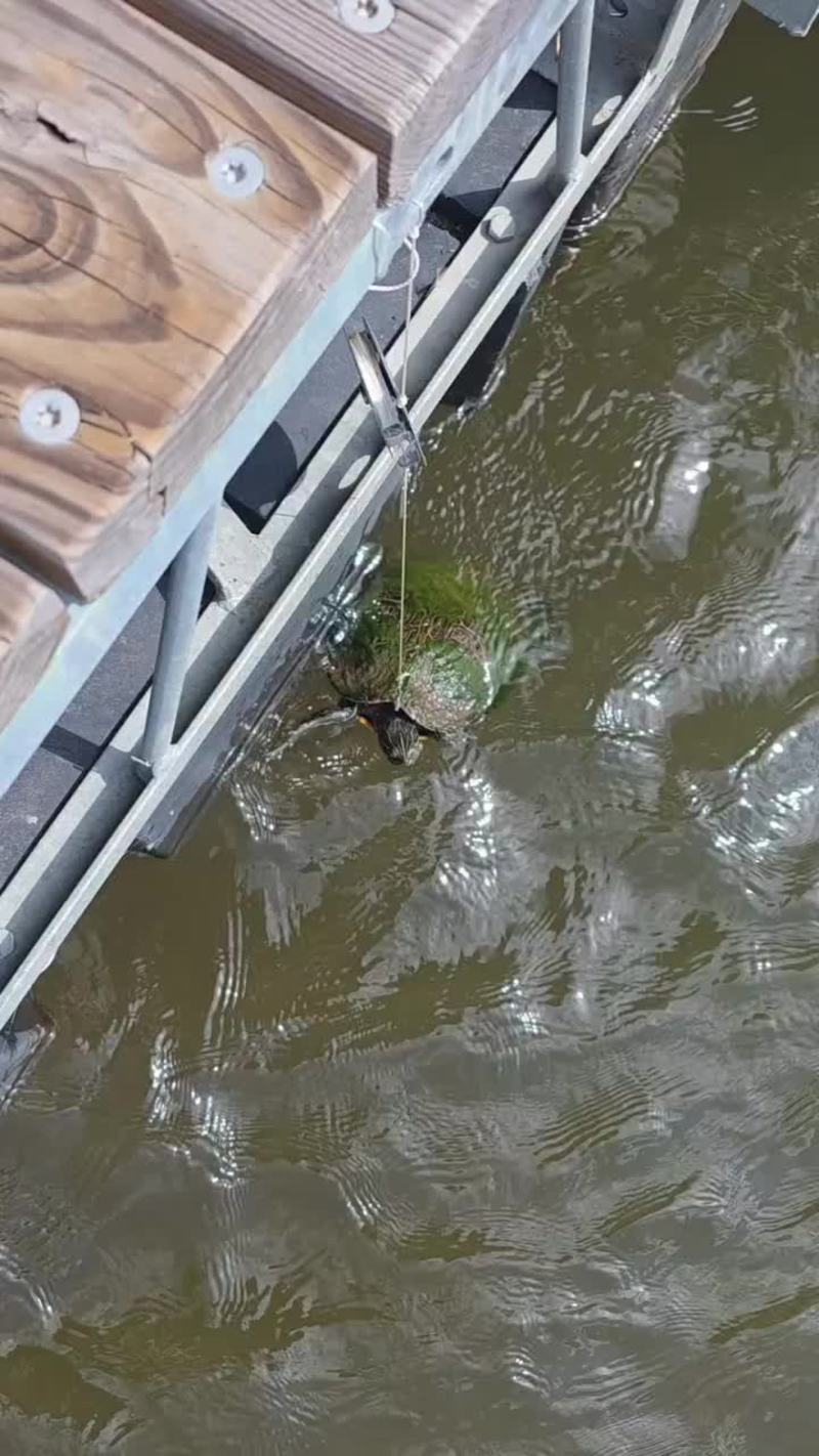 Video thumbnail for Sneaky Turtle Caught Stealing Catfish Bait on the Dock