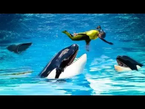 'Video thumbnail for Why SeaWorld Trainers DON'T Swim With Killer Whales'