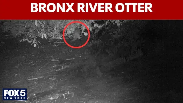 Video thumbnail for Wild river otter spotted in Bronx for 1st time in 100 years