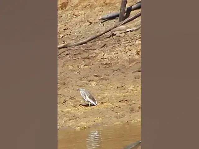 Video thumbnail for Cockroach bird Find Catch Fish