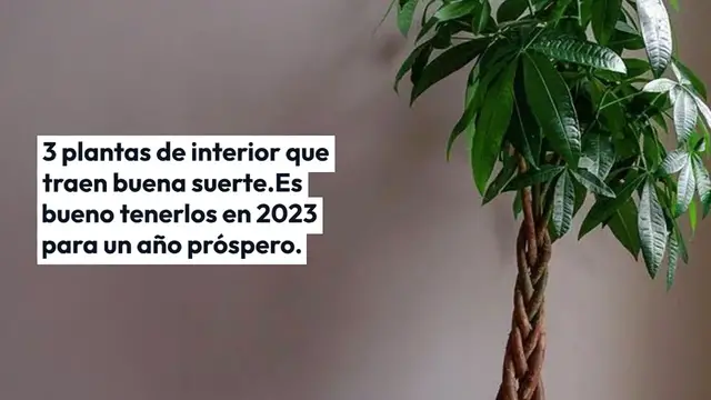 Video thumbnail for 3 plantas de interior que traen buena suerte. Es bueno tenerlos en 2023 para un año próspero.