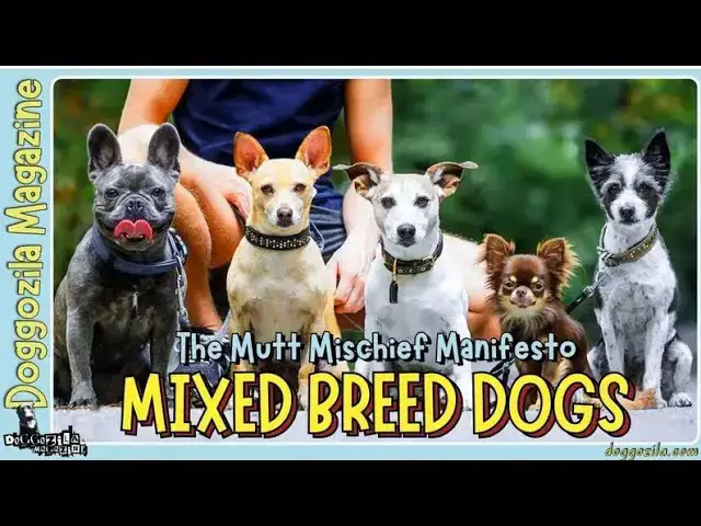 Video thumbnail for Mixed Breed Dogs: The Mutt Mischief Manifesto